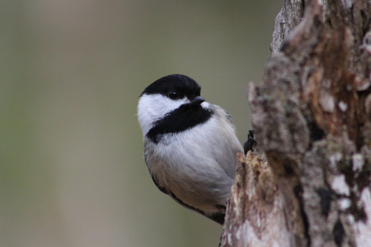 A small black-capped chickadee perched on a textured tree trunk. The bird features a glossy black cap and bib, white cheeks, and a soft gray body. Its dark eye and small pointed beak are clearly visible as it clings to the rough bark, with a soft blurred greenish-gray background.
